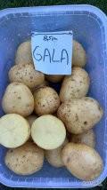Sprzedam ziemniaki jadalne odman GALA, Magnolia. Wyrównany kalibraż i kształt, zdrowe bulwy oraz skórka. Ilości...