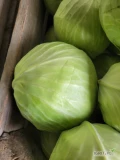 Sprzedam kapustę białą 1,5-3.5kg najważniejsza jakość. 10t jednorazowo. 1.5zl/kg