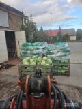 Sprzedam kapustę na przemysl w kartonbox ilosc calosamochodowe 