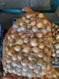 Witam, sprzedam cebule na wysadke ,nie fazerowana ok 500 kg 