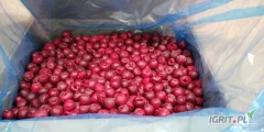 Sprzedam 80 ton mrożonej wiśni Łutówki bez pestki w kartonie 10kg.