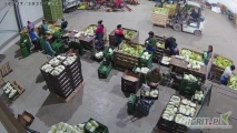 Zbiòr i pakowanie kapusty pekińskiej na hali praca przez 2 miesiace!!! 
