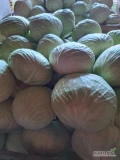 Sprzedam kapustę białą, główki 2-4kg ilościi busowe