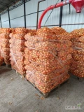 Sprzedam cebulę z siewu wiosennego kał. 45+ pakowana w worki po 15kg