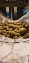Sprzedam ziemniaki jadalne żółte Satina Constance
