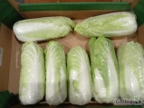 Sprzedam kapustę pekińską 0-1kg
