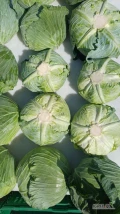 Kapusta płaska 1-3kg czysta zdrowa