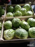 Kupię kapustę młodą bez liścia w łuszczke lub karton. 6-11szt na 8kg. Ilości całosamochodowe.