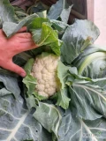 Sprzedam kalafiora ładny biały 