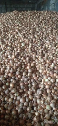 Sprzedam cebulę gruba zdrowa sucha. 