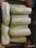 Sprzedam kapustę pekińską od 0.5kg do 1.8kg
