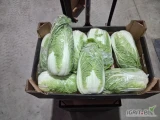 Sprzedam kapustę pekińską kaliber 600-1700
