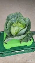 Sprzedam młodą kapustę białą, kapusta czysta jakość market, 6 sztuk w EPS, karton, łuszczka lub luzem. Dostępnę około 15 tyś...
