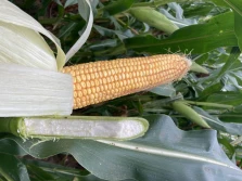 Dlaczego zależy nam na jak najwyższej strawności włókna w kiszonce z kukurydzy?