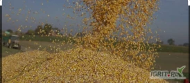 Sprzedam Kukurydzę Mokrą 350 TON .
