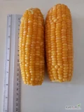 Sprzedam kukurydzę cukrową mrożoną, dostepna cały rok więcej info. tel. 512-596-402.