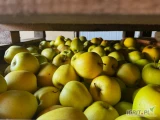 Kupię jabłko odmiany Golden Delicious w skrzyni na sortowanie 75 +, najlepiej przełamanego.