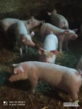 Witam mam do sprzedania prosięta, są odrobaczone i zaszczepione . Ilość 8 sztuk. Cena 350/szt. Więcej informacji pod numerem tel...