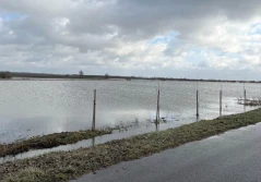 Rzepak wymaga regeneracji