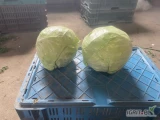 Sprzedam kapustę młodą na przemysł lub worek kaliber 1-3,5 kg 
