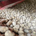 Sprzedam ziemniak Ranomi 50+ 100ton luz.