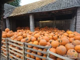 Witam sprzedam dynie typu halloween około 40ton kaliber 5 -10 kg więcej informacji pod numerem tel 