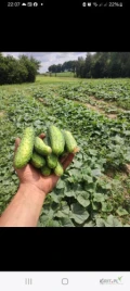 Kupię nawiąże współpracę ogórki gruntowe drobne 4-7 6-9 sortowane
