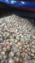 Sprzedam cebulę zimową około 15 t 