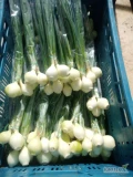 Sprzedam cebulę że szczypiorem dymkę 