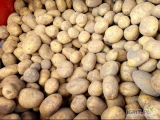 Tirowe ilości ziemniaków z własnej uprawy szykowane na zamówienie. Opakowanie do uzgodnienia, preferujemy big bag. Ziemniak żółty...