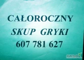 Skupujemy grykę od 1 tony w całej Polsce.
