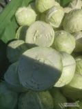 Sprzedam kapustę białą odm Jaguar 3 kg+ pakowanie do uzg 