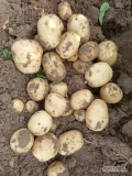 Sprzedam ziemniaki jadalne młode riwiera 35mm+. Luzem na wannę lub w skrzyniopalety płatność tylko gotówka.
