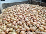 Sprzedam cebule na wysadkę kaliber 38/50, opakowanie dowolne, ok. 50ton