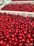 Sprzedaję świeżą hodlowana żurawinę do mrożenia i przetwórstwa, na soki.Duze ilosci