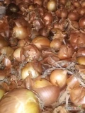 Witam. Sprzedam cebulę medusa z siewu wiosennego towar ładny i suchy. 