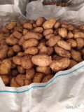 Młody ziemniak Odmiana spunta  , Pochodzenie Grecja  tylko Hurt  worek lub Big Bagy