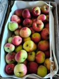 Witam sprzedam ładne jabłka prosto szykowane z chłodni po Smart fresh Posiadam odmiany : Prince, Lobo, Szampion, Golden, Gala , Ligol,...