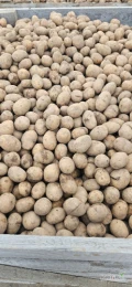 Sprzedam drobne ziemniaki odmiany Lilly wielkość 30 mm - 45 mm.
