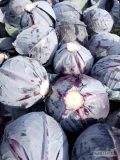 Sprzedam kapuste czerwona 1-3kg jakosc marketowa ilosci paletowe [nie tir]