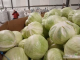 Kapusta biala bardzo dobrej jakosci kaliber 1-4,ilosci tirowe,opakowanie box carton lub inne,przygotowana do zaladunku dzisiaj w godzinach...