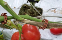 Mikrobiologiczna ochrona przed szarą pleśnią