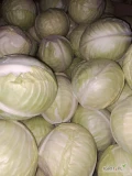 Sprzedam kapustę białą ( sezon  24 ) w kalibrze : -  1,5 - 3,5 kg. marketowa