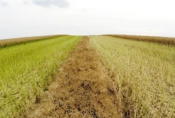 Wymagania dla rolnictwa węglowego przy uproszczonych systemach upraw