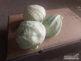 Sprzedam kapustę białą ok. 1tona   do 1kg i trochę większej poprzycinanej , zdrowa .