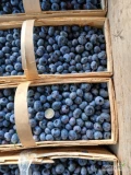 Dzisiaj popołudniu będę miał na sprzedaż 20 koszyków po 3 kg borówki odmiana chendler. W sunie 600 kg. Owoce bardzo duże twarde....