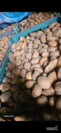 Sprzedam ziemniaki sadzeniaki odmiana Catania. Około półtorej tony.