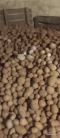 Sprzedam ziemniaki Jurek rok po kwalifikacje 1.5 tony okolice Ostrzeszowa 