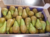 Sprzedam gruszki Konferencja 60-70 pakowane łuszczka 12kg, duże ilości 