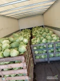 Sprzedam kapustę młodą na główki lub kilogramy, główki powyżej 2 kg, ilości tirowe lub mniejsze. Możliwy transport 
